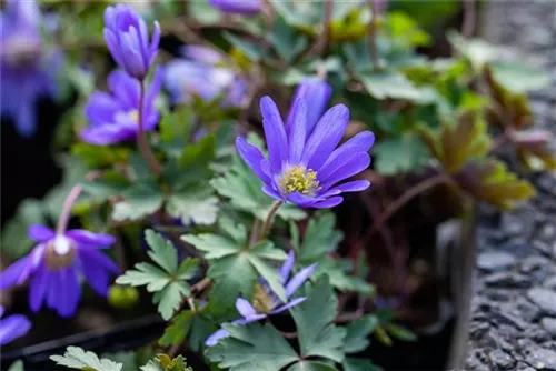 Garten-Strahlen-Windröschen - Anemone blanda 'Blue Shades'