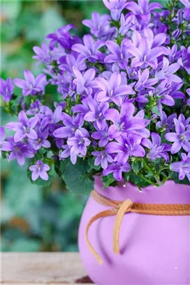 Garten-Hängepolster-Glockenblume - Campanula poscharskyana 'Blauranke'