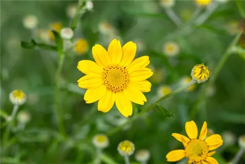 Wollblatt - Eriophyllum lanatum