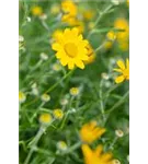 Wollblatt - Eriophyllum lanatum