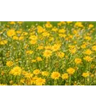 Wollblatt - Eriophyllum lanatum