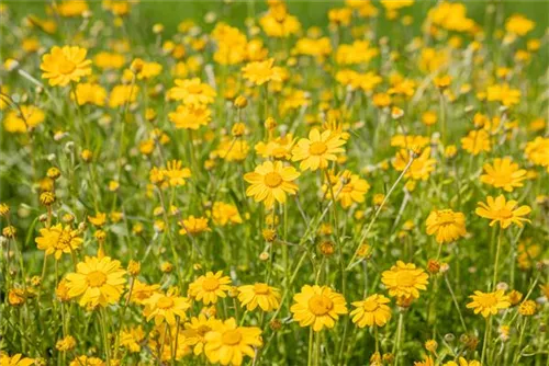 Wollblatt - Eriophyllum lanatum