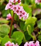 Garten-Bergenie - Bergenia cordifolia 'Baby Doll'