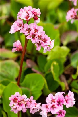 Garten-Bergenie - Bergenia cordifolia 'Baby Doll'