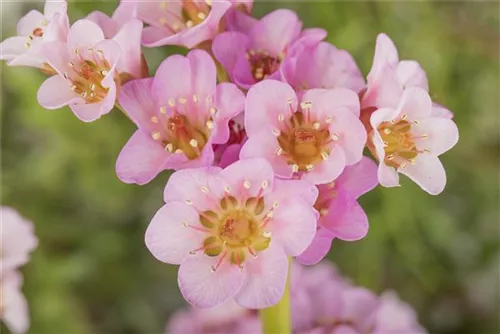 Garten-Bergenie - Bergenia cordifolia 'Biedermeier'