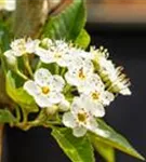 Apfeldorn - Crataegus lavallei 'Carrierei'