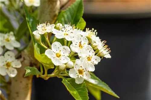 Apfeldorn - Crataegus lavallei 'Carrierei'