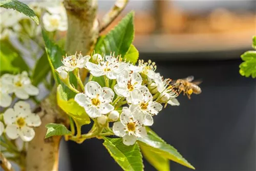 Apfeldorn - Crataegus lavallei 'Carrierei'