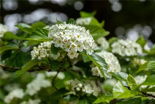 Apfeldorn - Crataegus lavallei 'Carrierei'