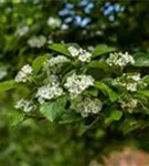 Apfeldorn - Crataegus lavallei 'Carrierei'