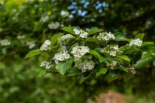 Apfeldorn - Crataegus lavallei 'Carrierei'