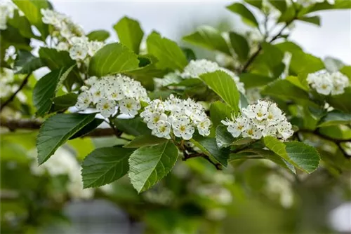 Apfeldorn - Crataegus lavallei 'Carrierei'