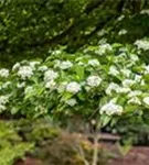 Apfeldorn - Crataegus lavallei 'Carrierei'