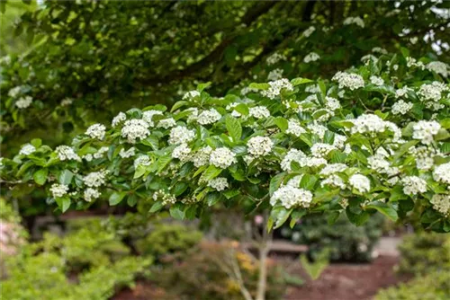 Apfeldorn - Crataegus lavallei 'Carrierei'