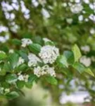 Apfeldorn - Crataegus lavallei 'Carrierei'