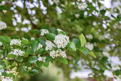 Apfeldorn - Crataegus lavallei 'Carrierei'