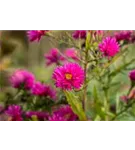 Garten-Raublatt-Aster - Aster novae-angliae 'Andenken an P.Gerber'