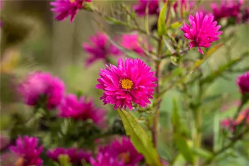 Garten-Raublatt-Aster - Aster novae-angliae 'Andenken an P.Gerber'