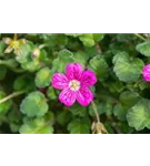 Zwergiger Garten-Reiherschnabel - Erodium x variabile 'Bishop'