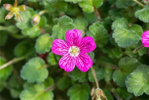 Zwergiger Garten-Reiherschnabel - Erodium x variabile 'Bishop'