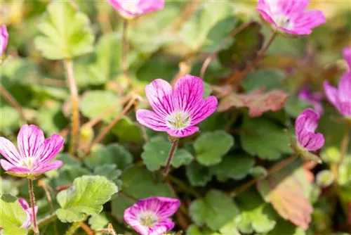 Zwergiger Garten-Reiherschnabel - Erodium x variabile 'Bishop'