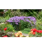 Garten-Raublatt-Aster - Aster novae-angliae 'Barr's Blue'