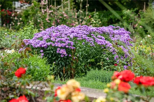 Garten-Raublatt-Aster - Aster novae-angliae 'Barr's Blue'