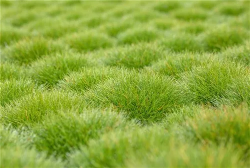 Bärenfell-Schwingel - Festuca gautieri