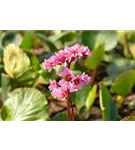 Garten-Bergenie - Bergenia cordifolia 'Herbstblüte'