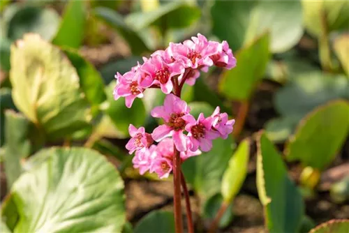 Garten-Bergenie - Bergenia cordifolia 'Herbstblüte'