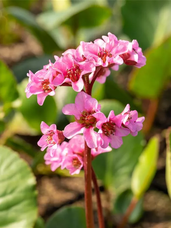 Garten-Bergenie - Bergenia cordifolia 'Herbstblüte'