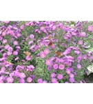 Garten-Raublatt-Aster - Aster novae-angliae 'Purple Dome'