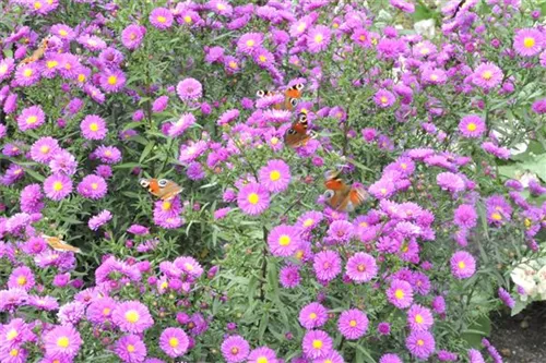 Garten-Raublatt-Aster - Aster novae-angliae 'Purple Dome'