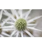 Atlas-Mannstreu - Eryngium variifolium