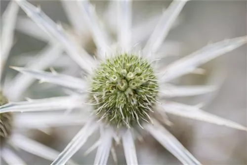 Atlas-Mannstreu - Eryngium variifolium