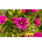 Garten-Glattblatt-Aster - Aster novi-belgii 'Crimson Brocade'