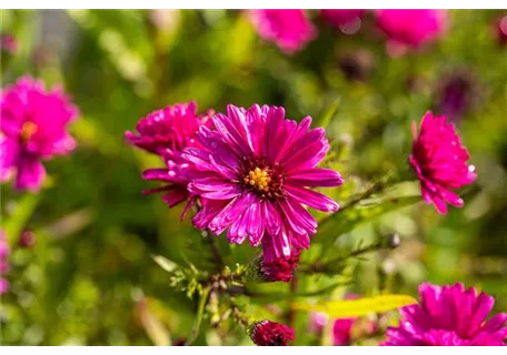 Aster novi-belgii 'Crimson Brocade' - Garten-Glattblatt-Aster