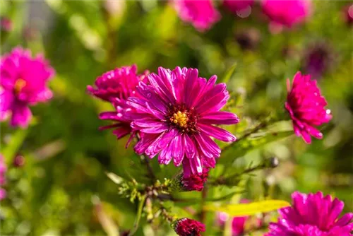 Garten-Glattblatt-Aster - Aster novi-belgii 'Crimson Brocade'