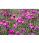 Kartäuser-Nelke - Dianthus carthusianorum