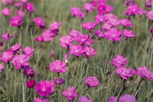 Kartäuser-Nelke - Dianthus carthusianorum