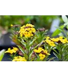 Bastard-Goldlack - Erysimum x allionii