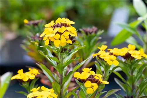 Bastard-Goldlack - Erysimum x allionii