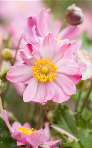 Anemone japonica 'Königin Charlotte'