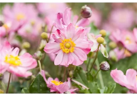 Anemone japonica 'Königin Charlotte' - Garten-Herbst-Anemone