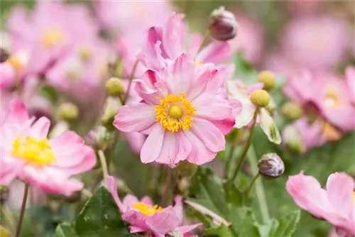 Garten-Herbst-Anemone - Anemone japonica 'Königin Charlotte'