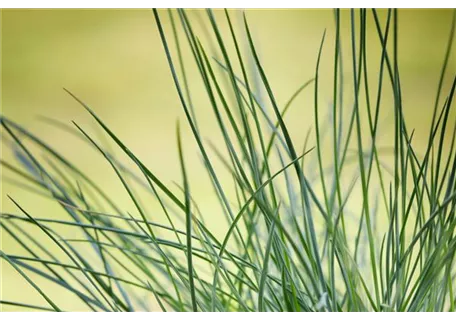 Festuca ovina - Echter Schaf-Schwingel