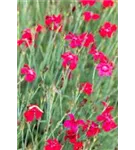 Garten-Heide-Nelke - Dianthus deltoides 'Leuchtfunk'