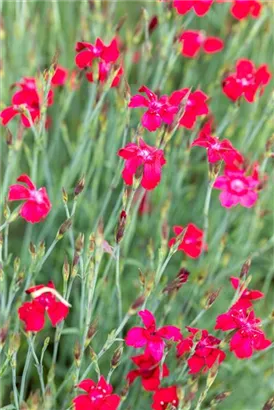 Garten-Heide-Nelke - Dianthus deltoides 'Leuchtfunk'