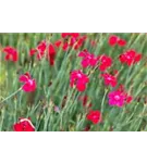 Garten-Heide-Nelke - Dianthus deltoides 'Leuchtfunk'