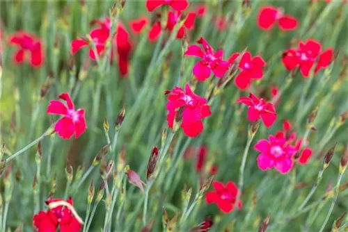 Garten-Heide-Nelke - Dianthus deltoides 'Leuchtfunk'